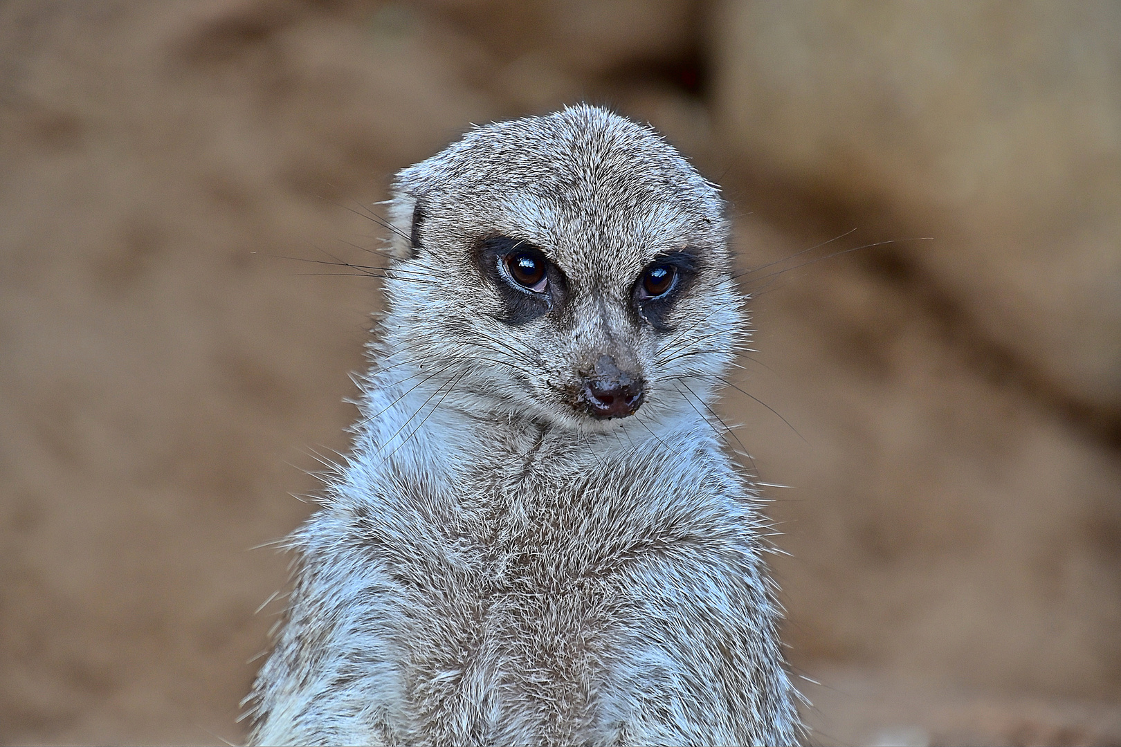 Erdmännchen (Suricata suricatta)