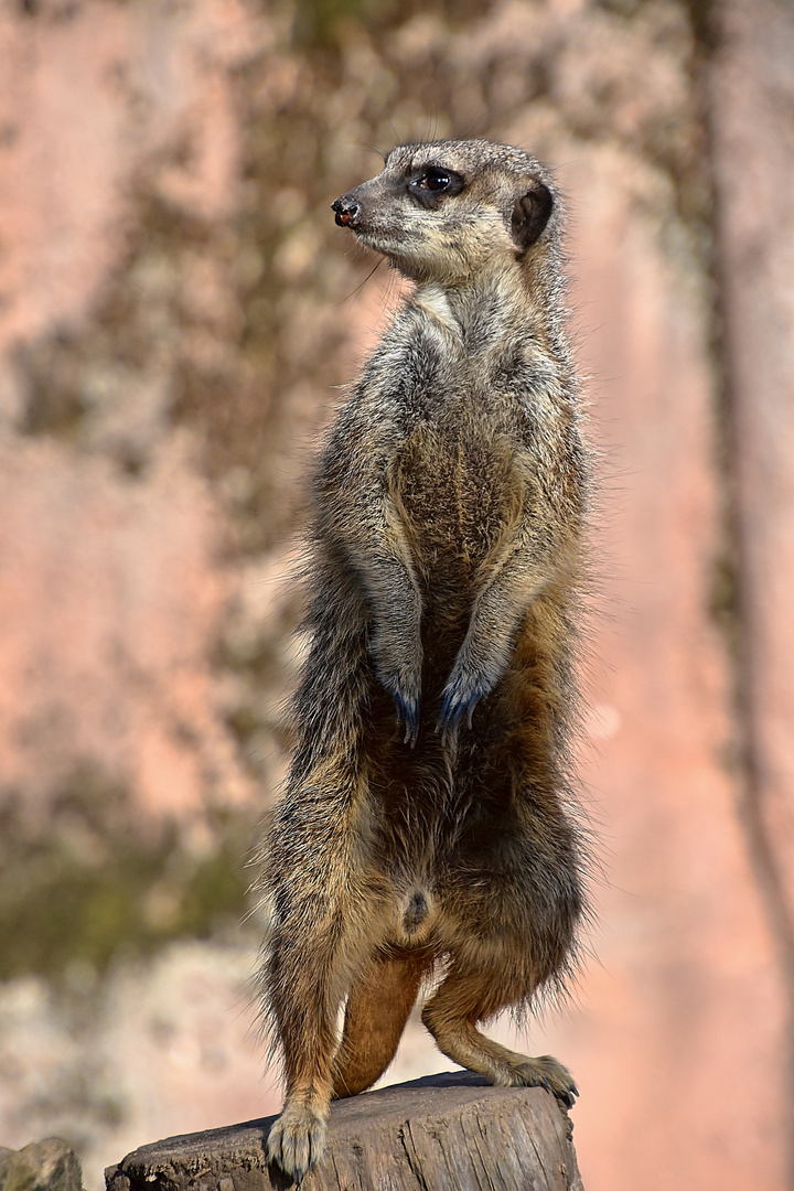 Erdmännchen (Suricata suricatta)