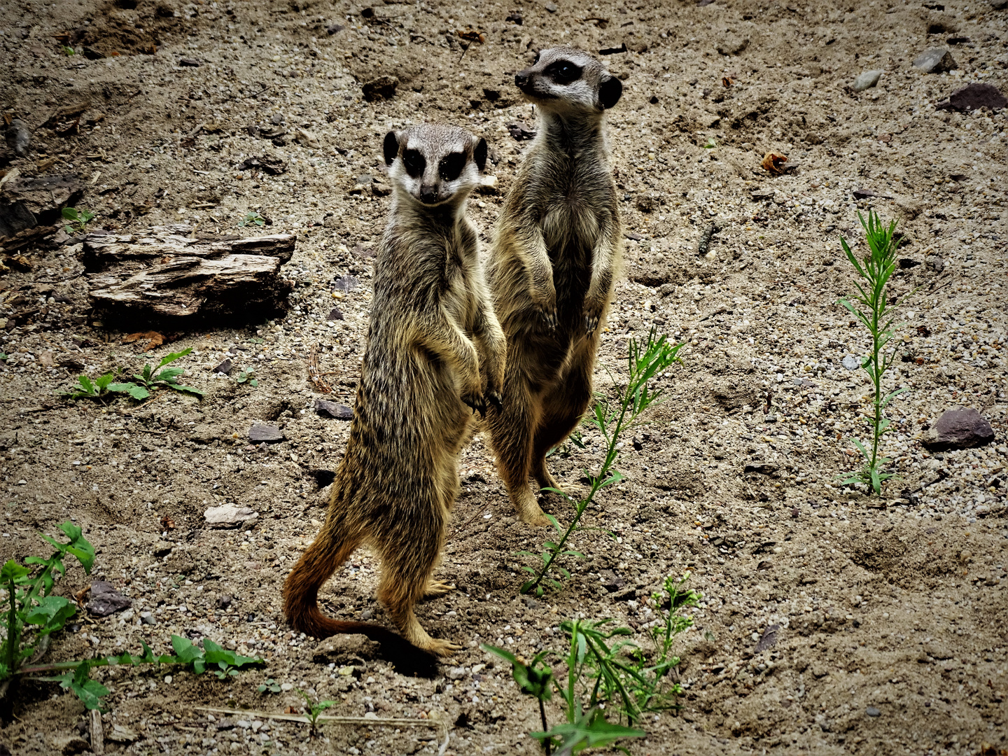 Erdmännchen (Suricata suricatta)