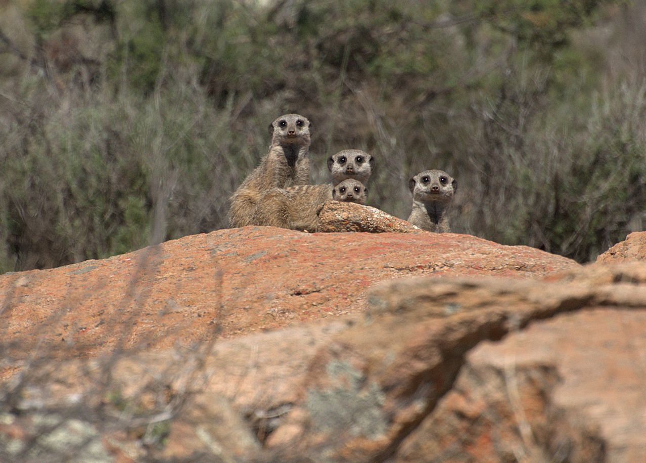 Erdmännchen (Suricata suricatta)