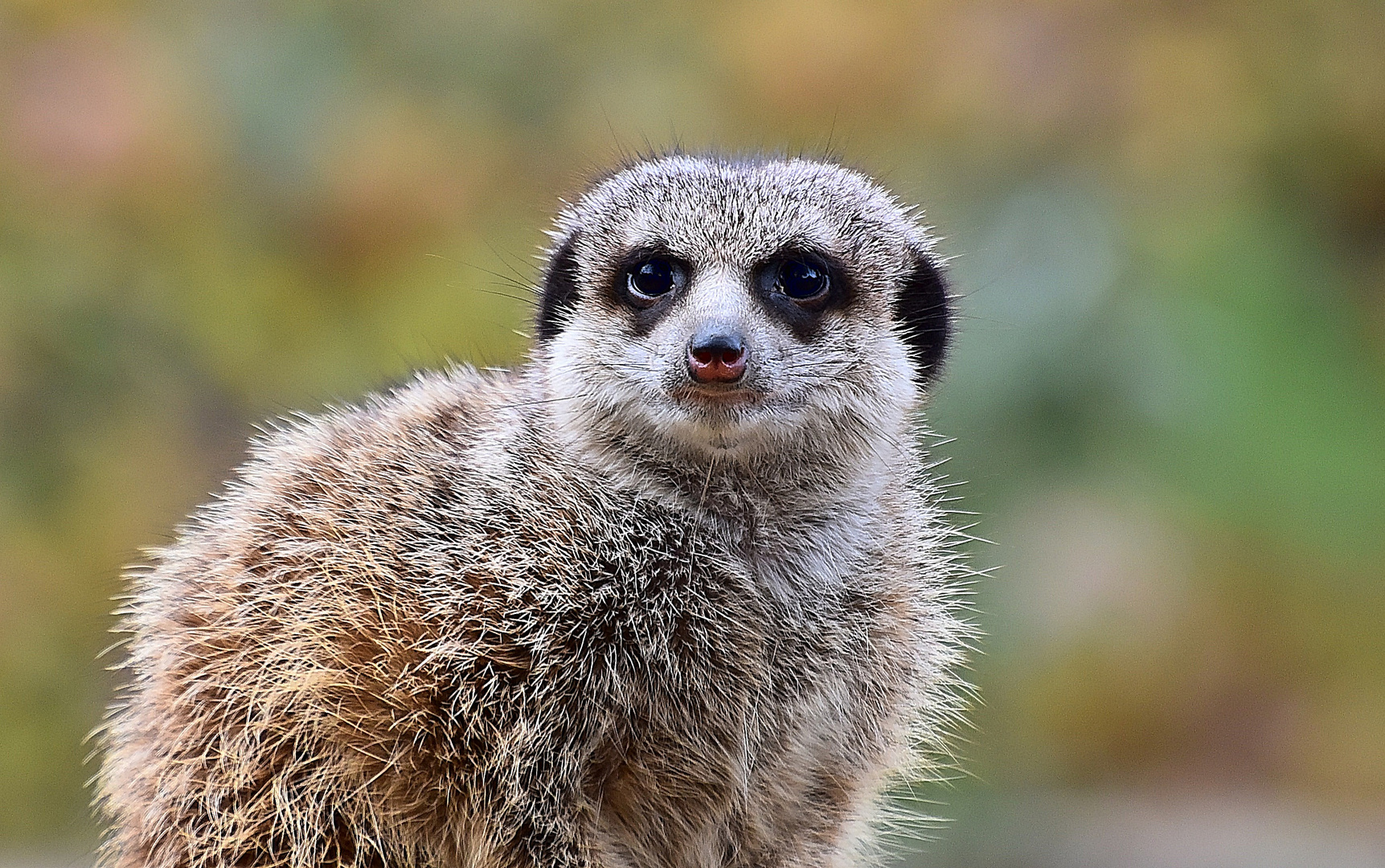 Erdmännchen (Suricata suricatta)