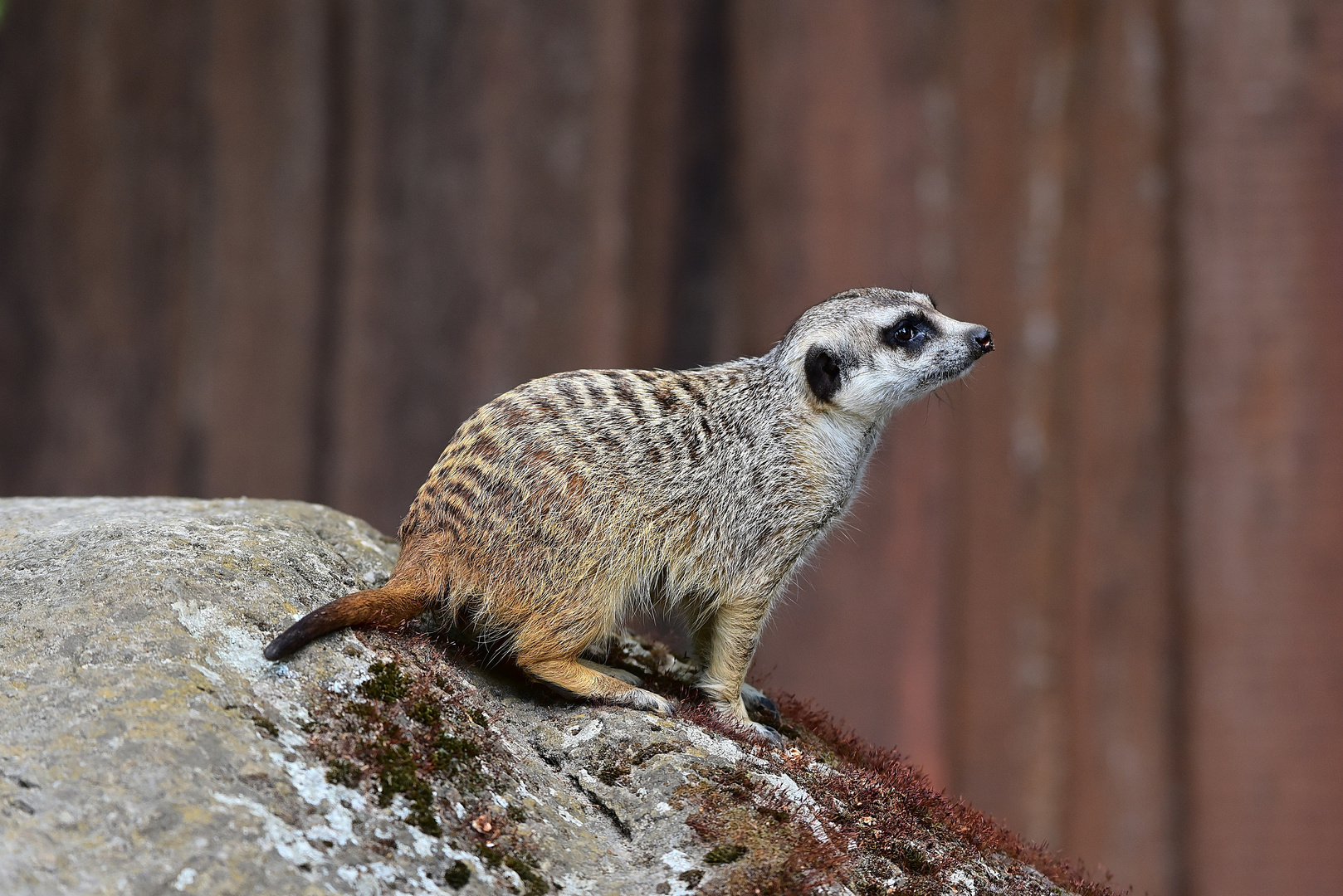 Erdmännchen (Suricata suricatta)