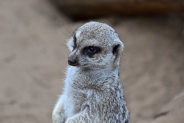Erdmännchen (Suricata suricatta)