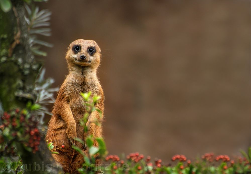 Erdmännchen (Suricata suricatta)