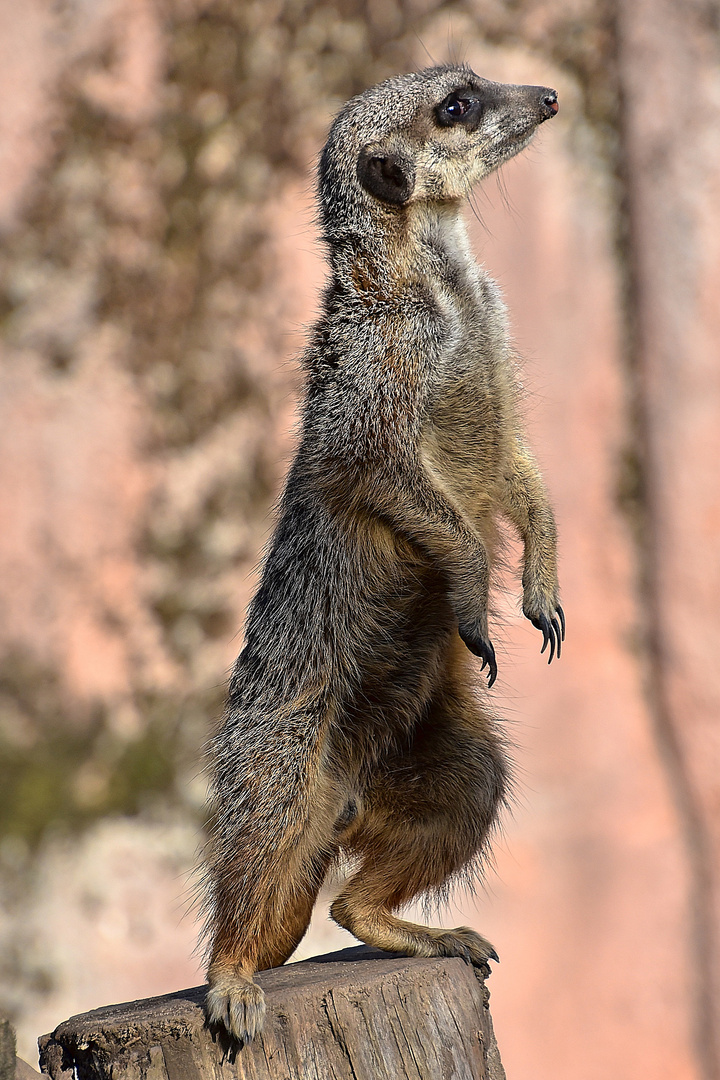 Erdmännchen (Suricata suricatta)