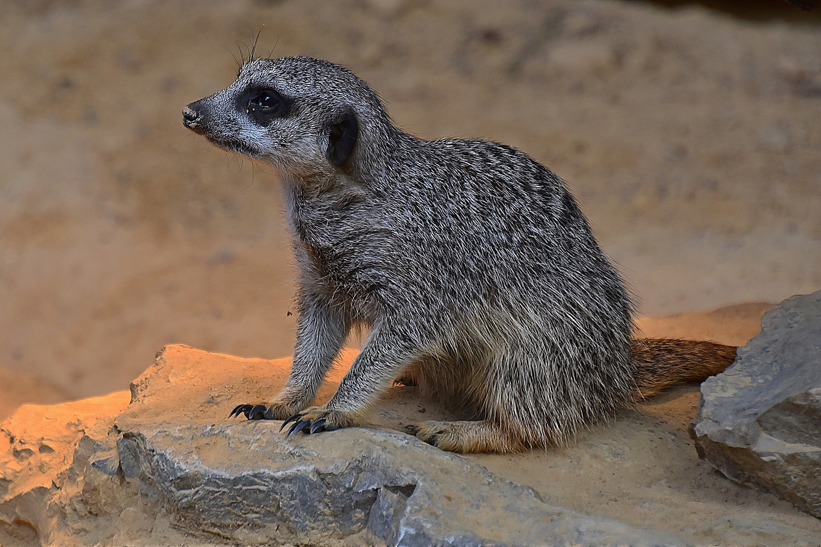 Erdmännchen (Suricata suricatta)