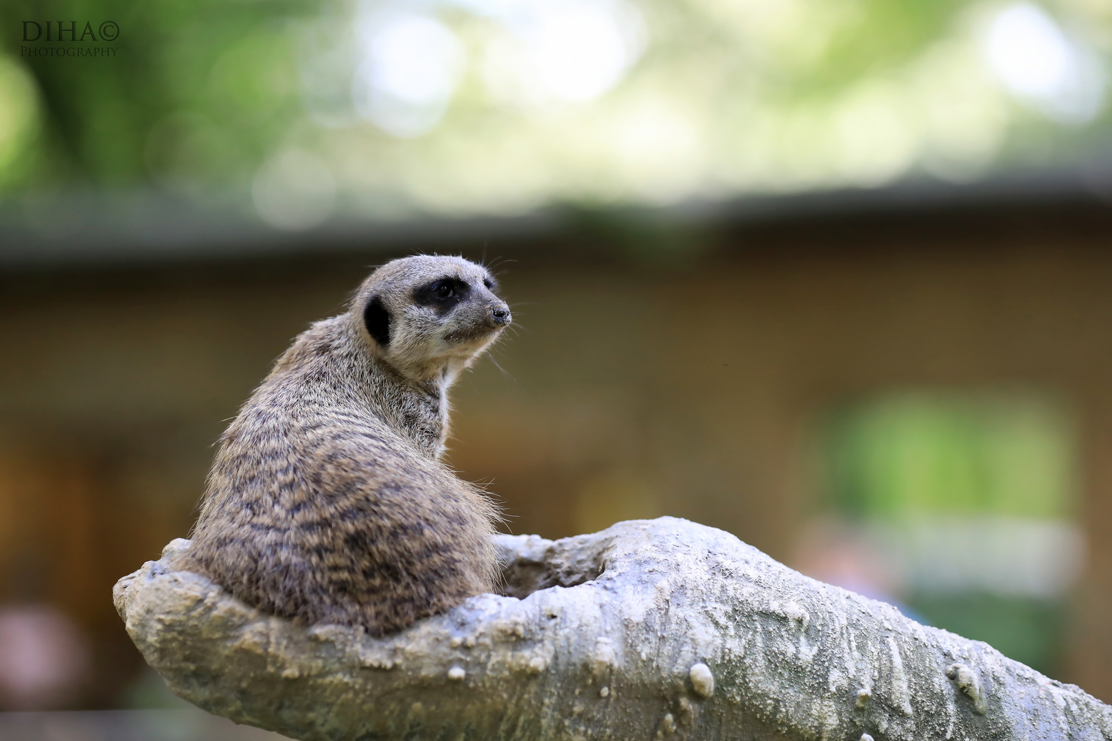 Erdmännchen (Suricata suricatta)