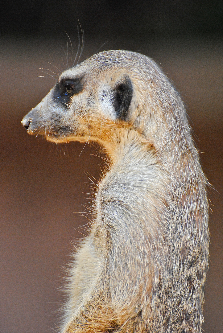 Erdmännchen (Suricata suricatta)