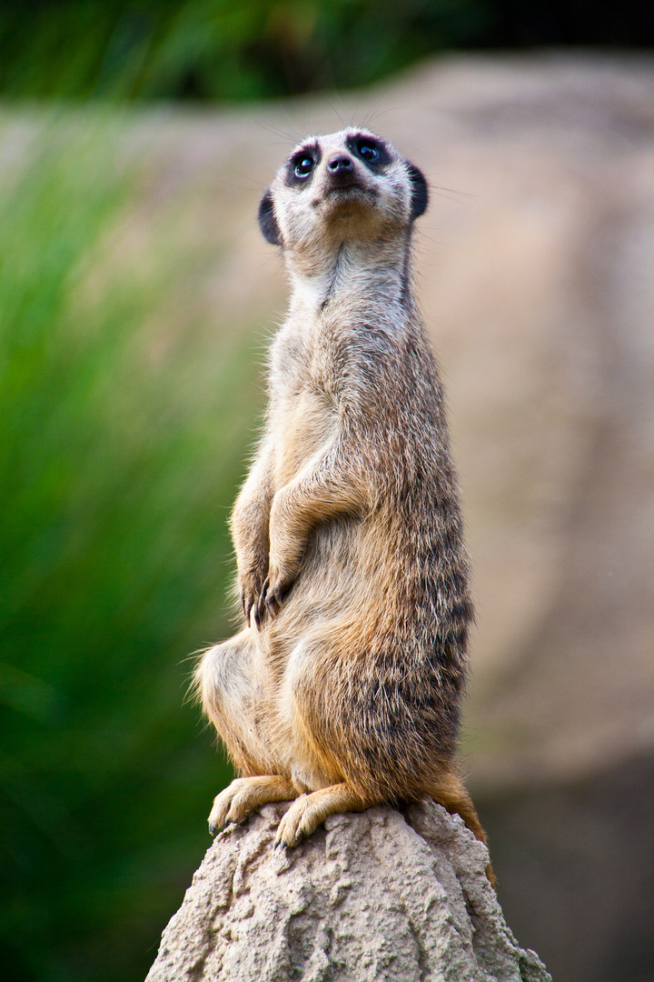 Erdmännchen (Suricata suricatta)