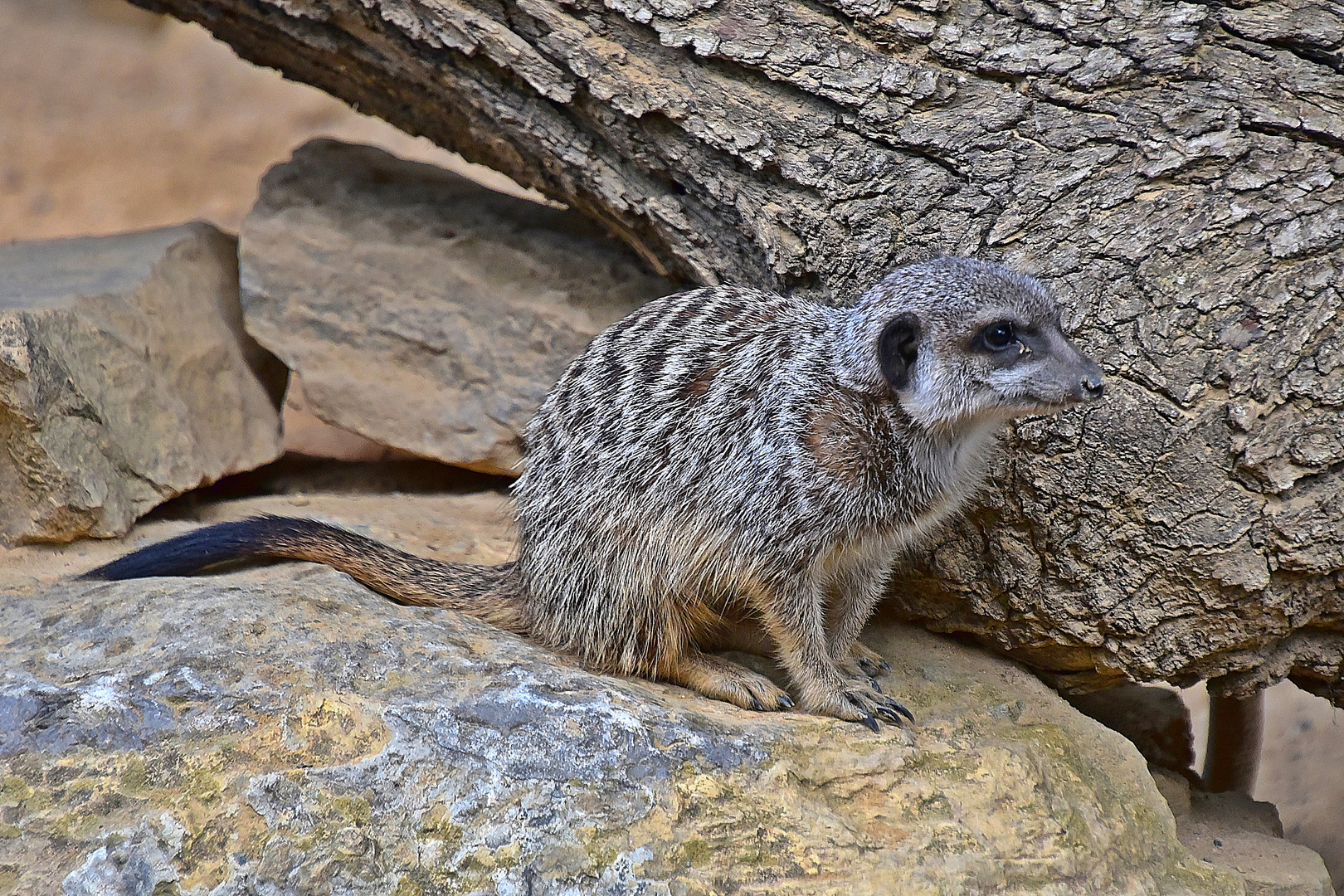 Erdmännchen (Suricata suricatta)