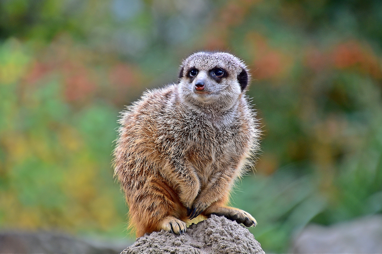 Erdmännchen (Suricata suricatta)