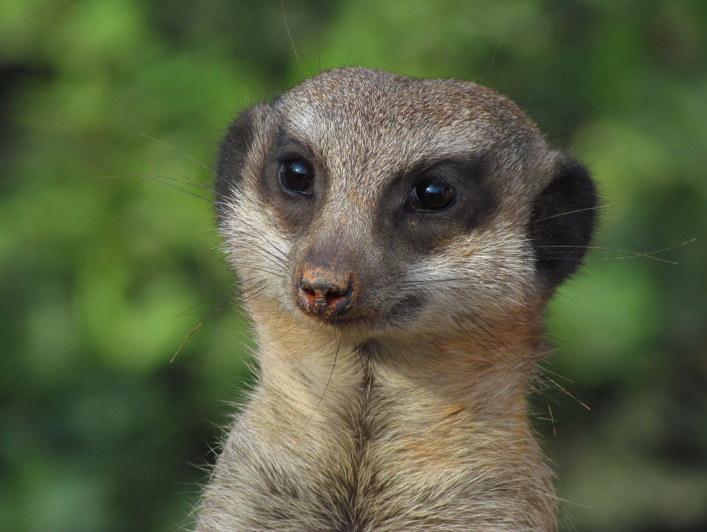 Erdmännchen,  Suricata suricatta