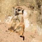 Erdmännchen (Suricata suricatta), meerkat