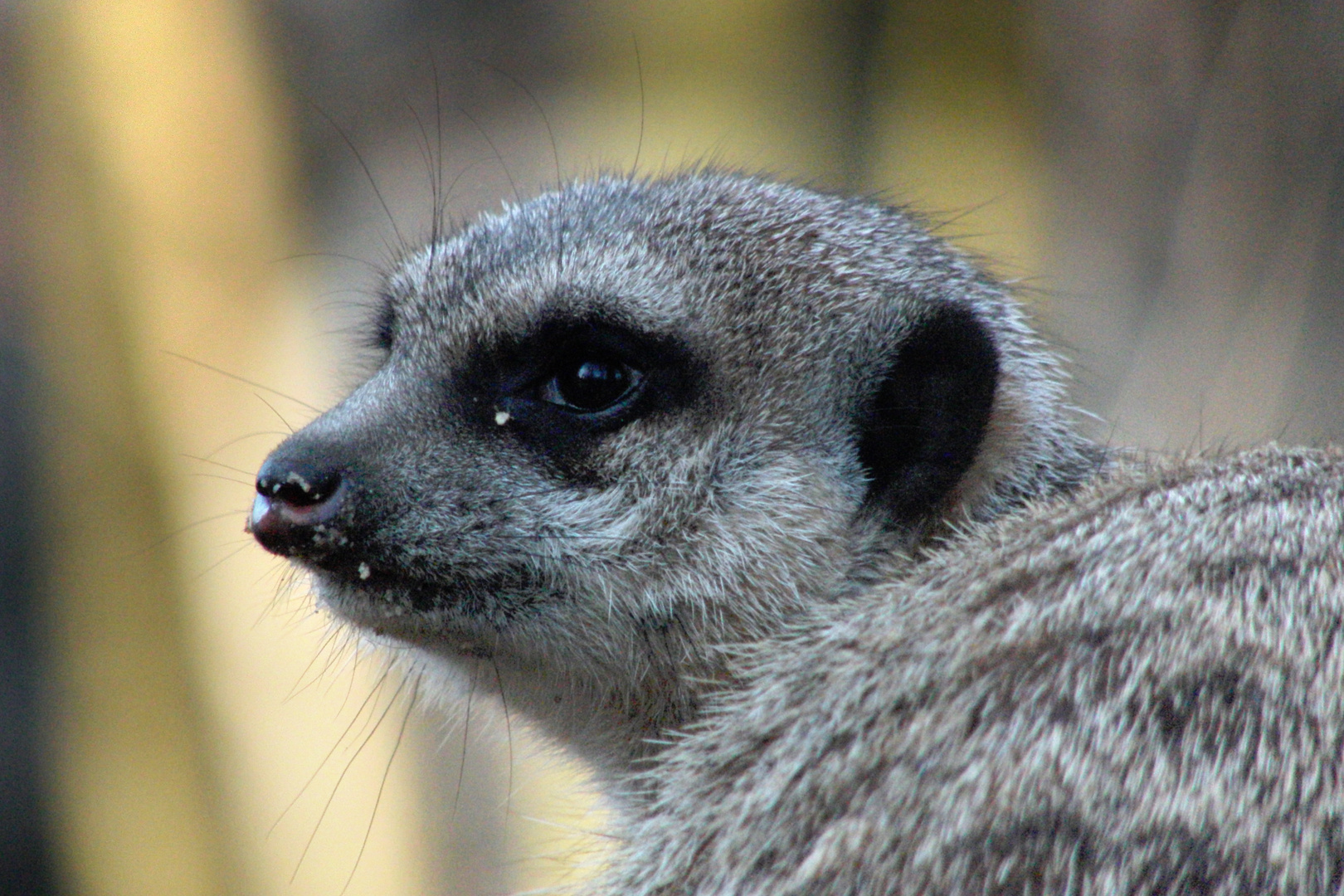 Erdmännchen Tierpark Cottbus