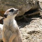 Erdmännchen - Tierpark Hellabrunn