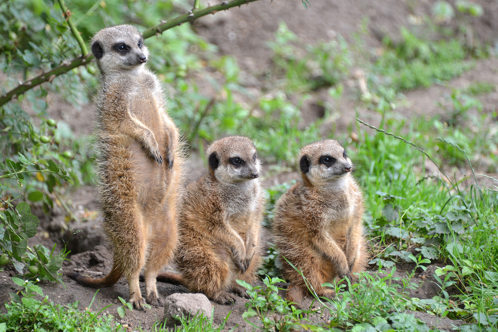 Erdmännchen Trio