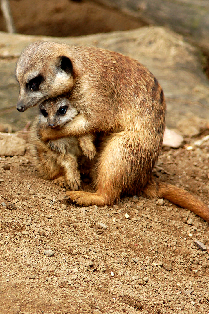 Erdmännchen und Baby