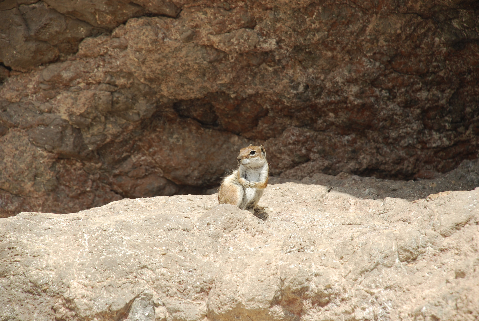 Erdmännchen (Urlaub auf Fuerteventura 2009)