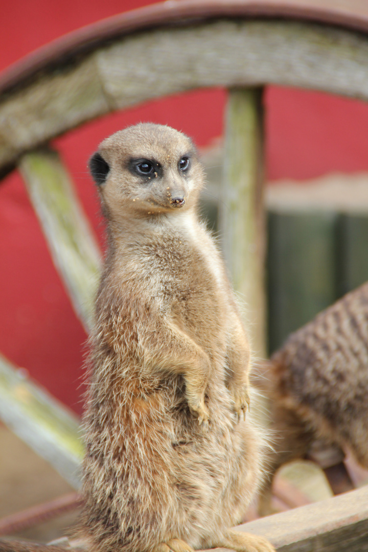 Erdmännchen verdutzt