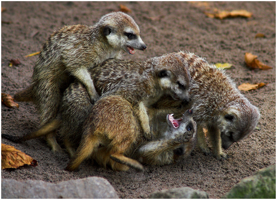 Erdmännchen voll bei der Sache - Zoo Karlsruhe