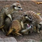 Erdmännchen voll bei der Sache - Zoo Karlsruhe