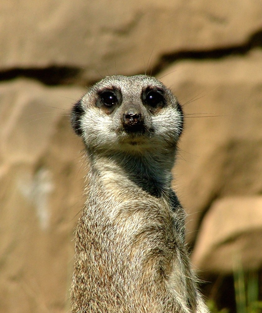 Erdmännchen vom Leipziger Zoo