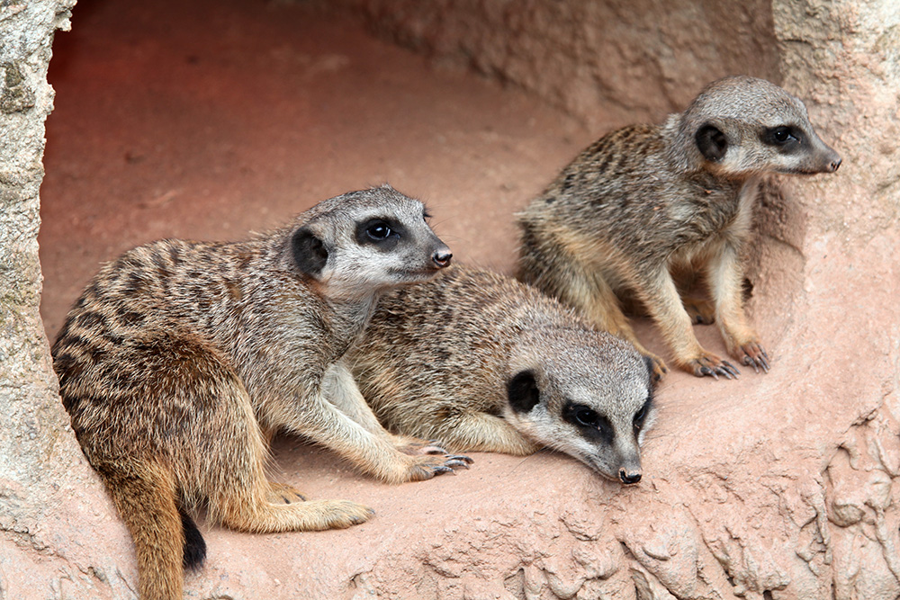 Erdmännchen vor Höhle (c)