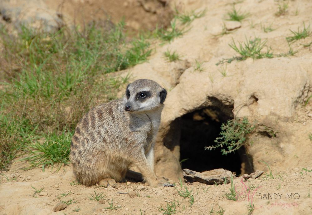 Erdmännchen vor seiner Haustür