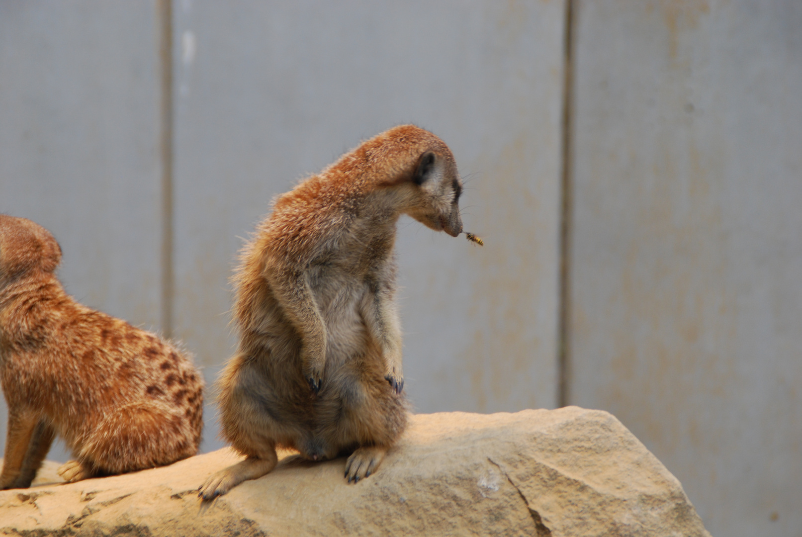 Erdmännchen vs Wespe