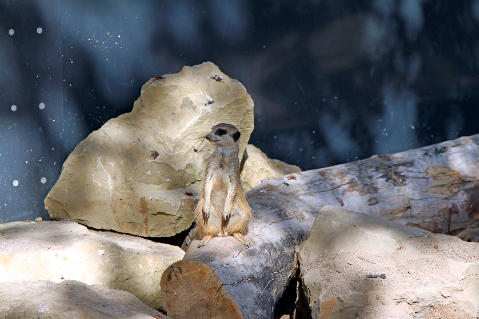 Erdmännchen Wächter im Zoo Heidelberg 