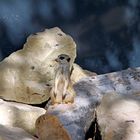 Erdmännchen Wächter im Zoo Heidelberg 