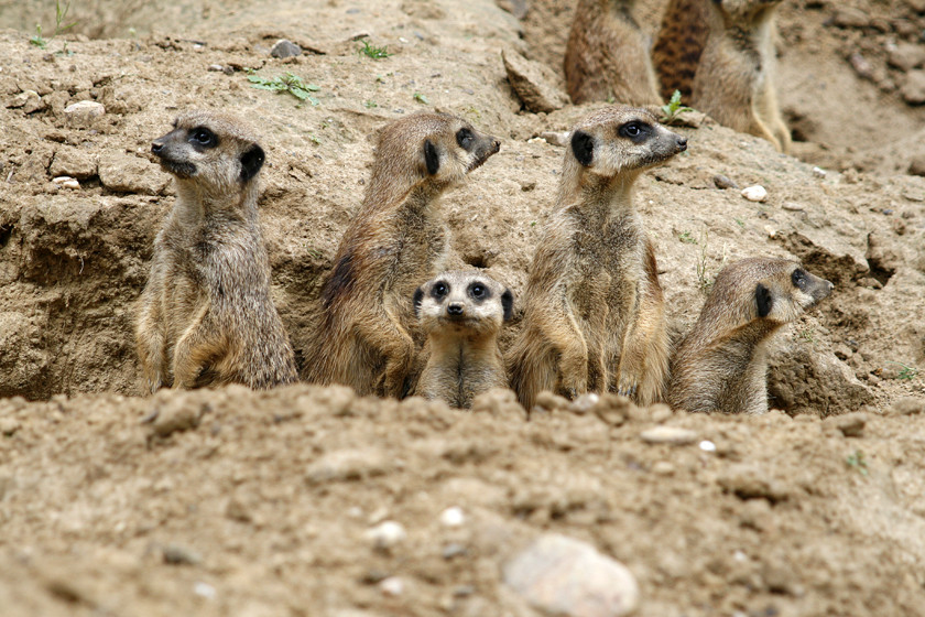 Erdmännchen " We are Family"