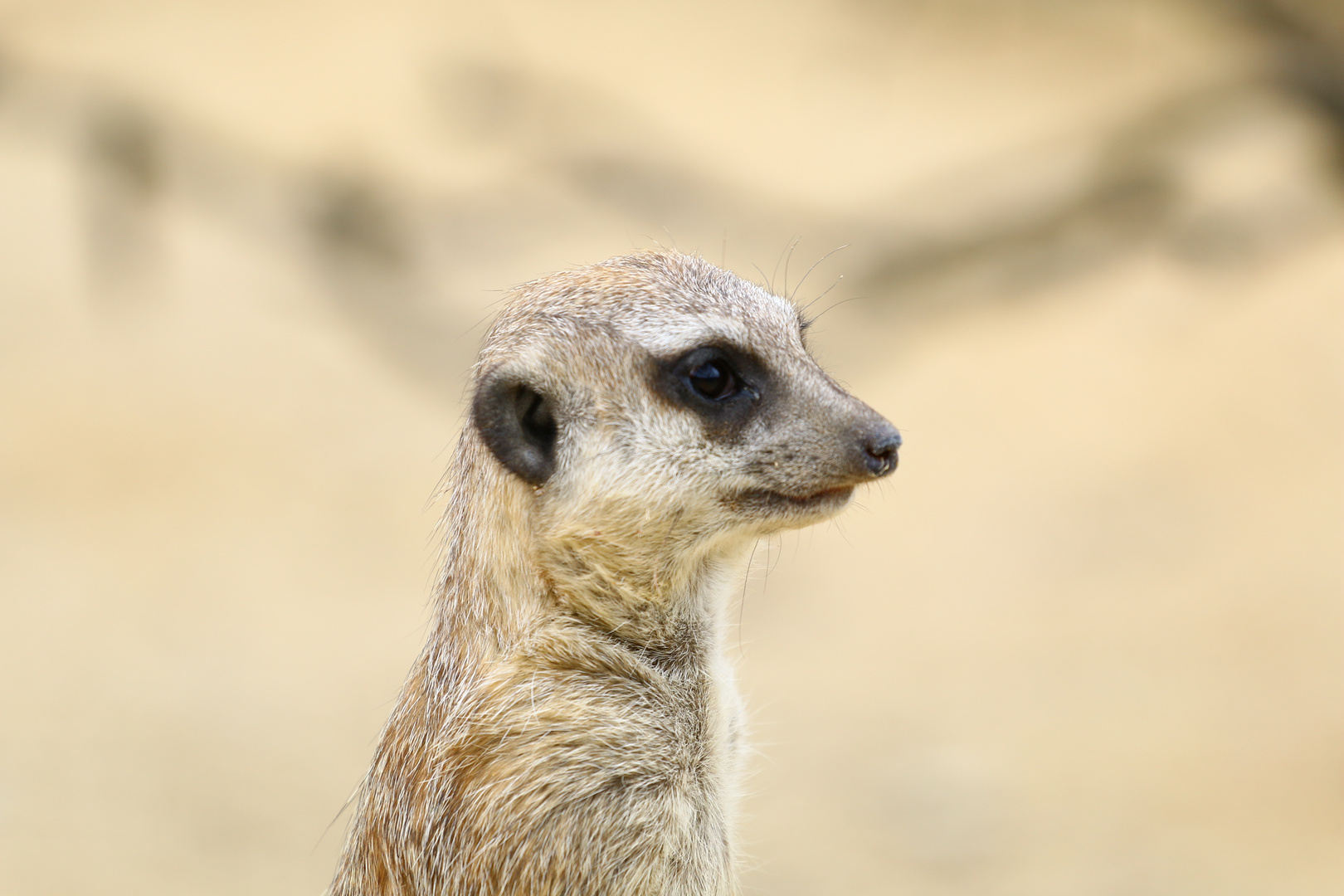 Erdmännchen Wilhelma Stuttgart