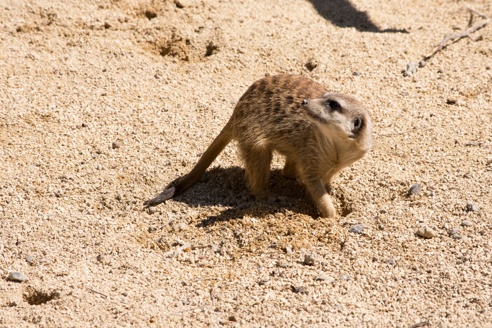 Erdmännchen, Wilhelma Stuttgart