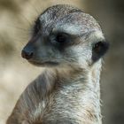 Erdmännchen Wilhelma Stuttgart