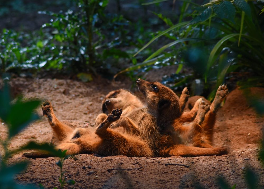 Erdmännchen-Yoga