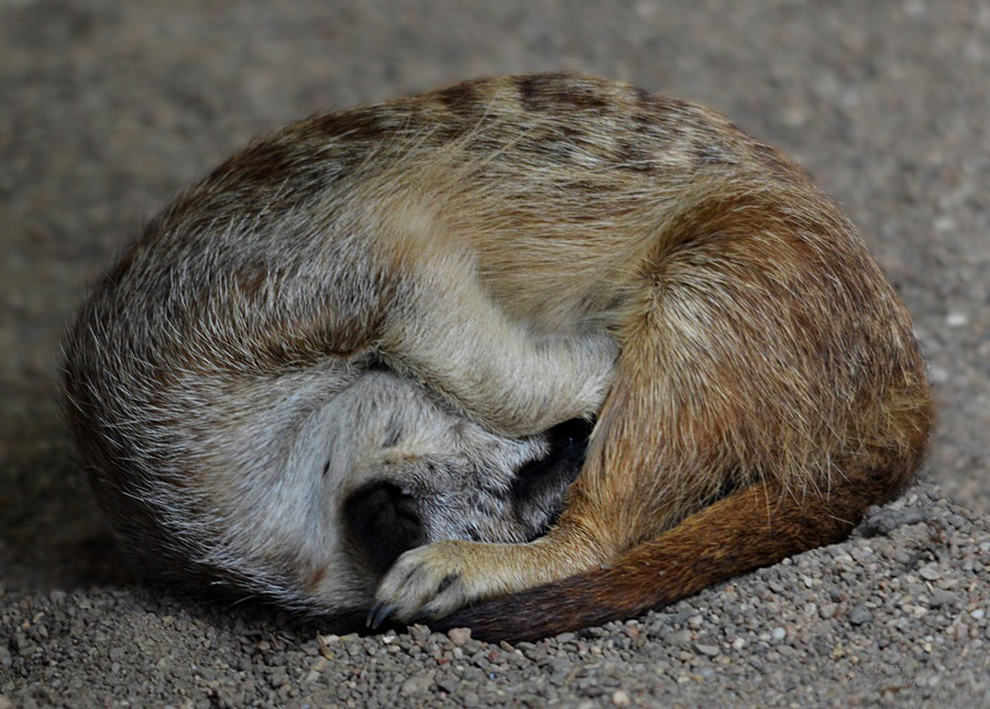 Erdmännchen YOGA ???