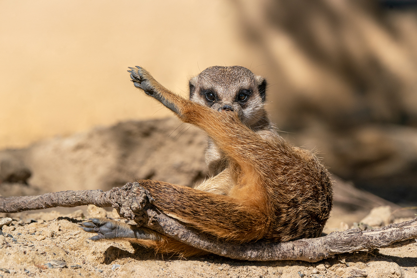 Erdmännchen Yoga