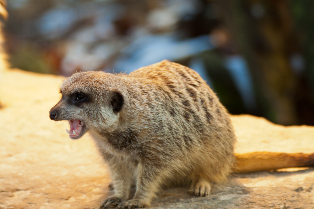 Erdmännchen zeigt Zähne