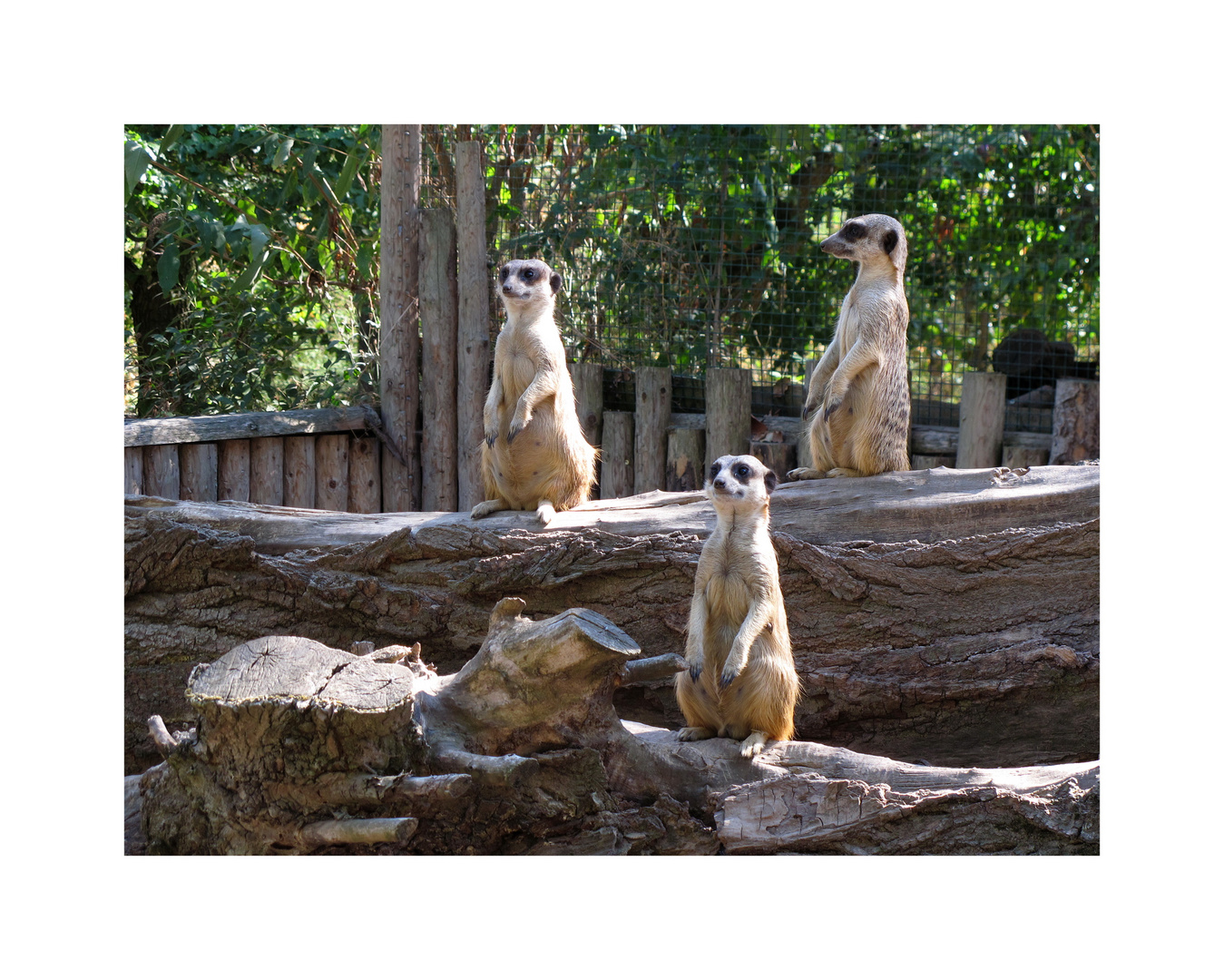 Erdmännchen,  Zoo  Aschersleben.