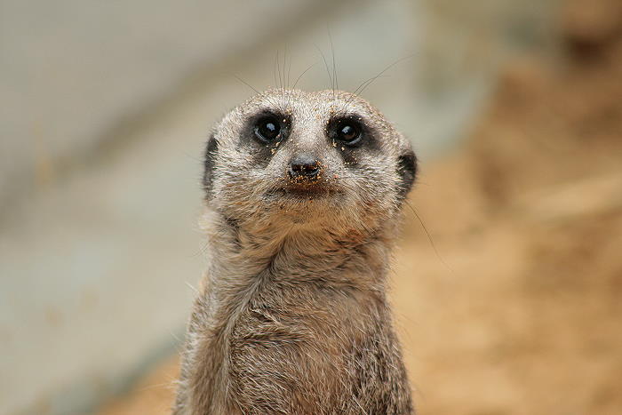 Erdmännchen - Zoo Augsburg