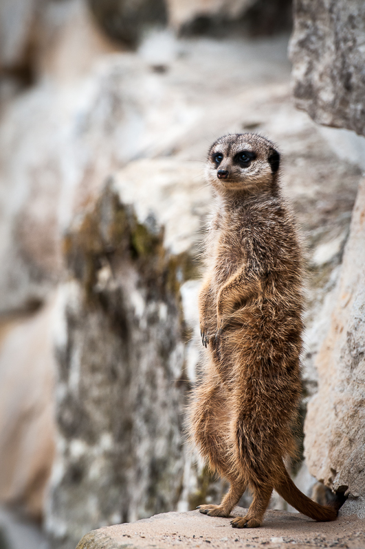 - Erdmännchen - Zoo Dresden 2013 -