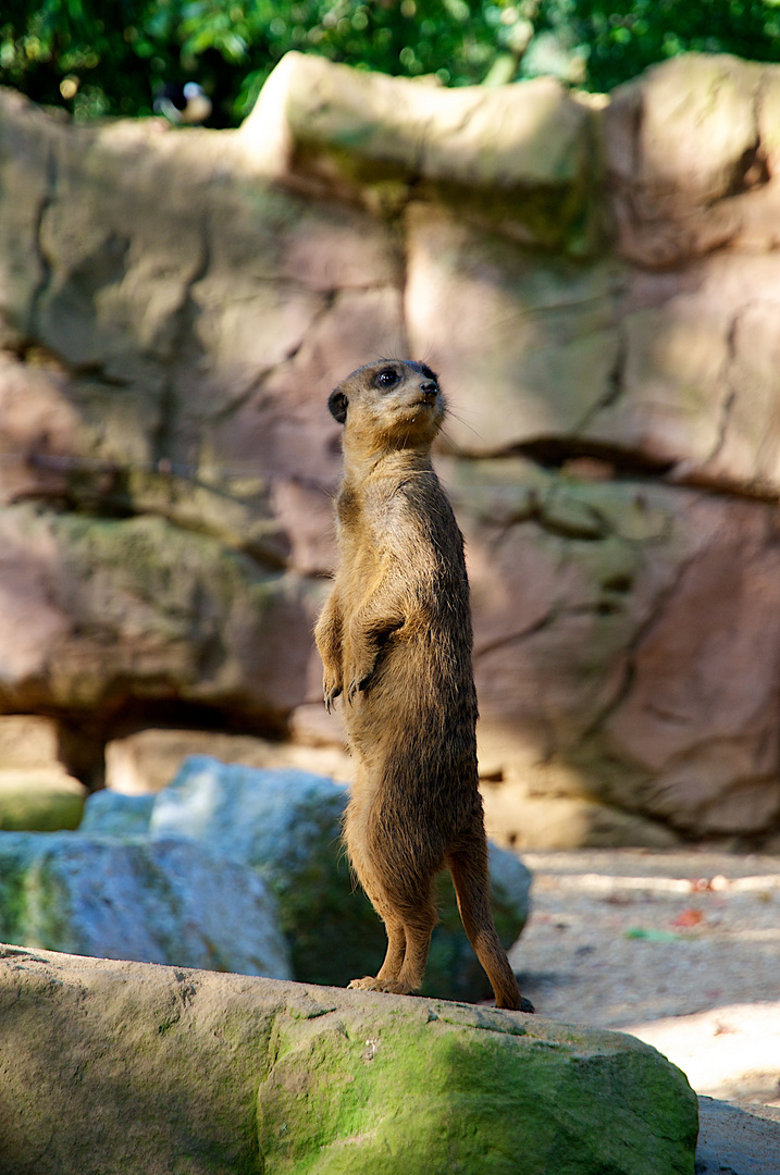 Erdmännchen Zoo Duisburg