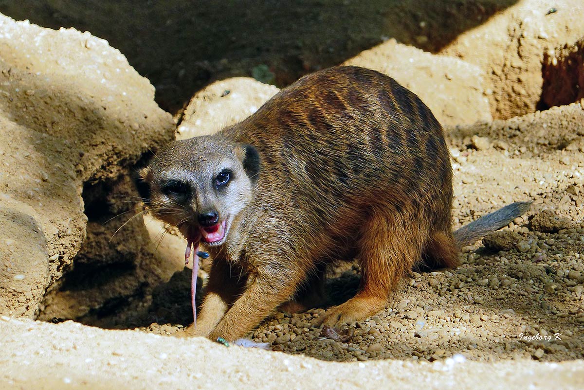 Erdmännchen - Zoo Duisburg