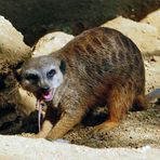 Erdmännchen - Zoo Duisburg