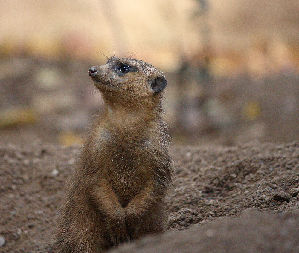 Erdmännchen Zoo Duisburg