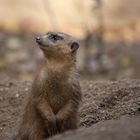 Erdmännchen Zoo Duisburg