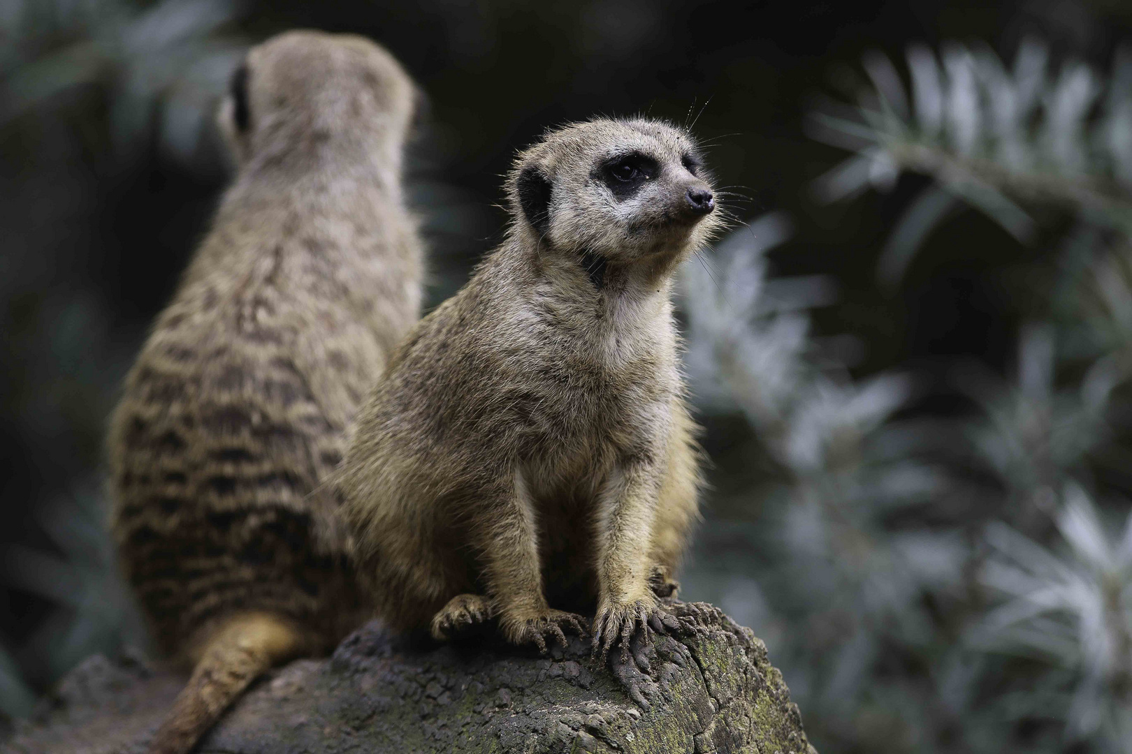 Erdmännchen Zoo Erlebniswelt