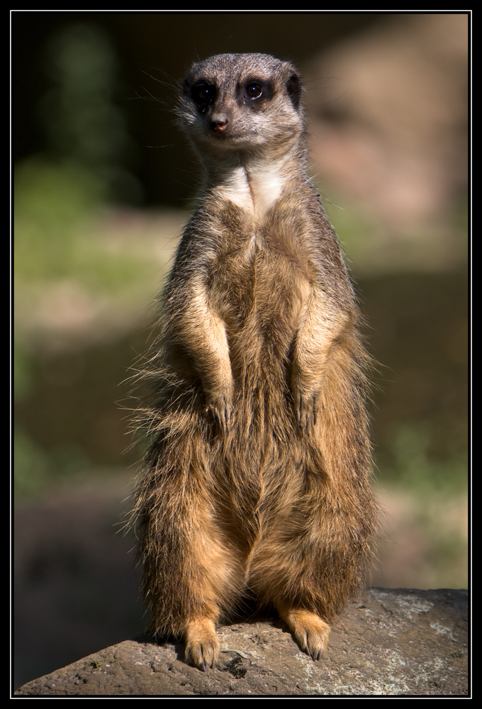 Erdmännchen - Zoo Klassiker