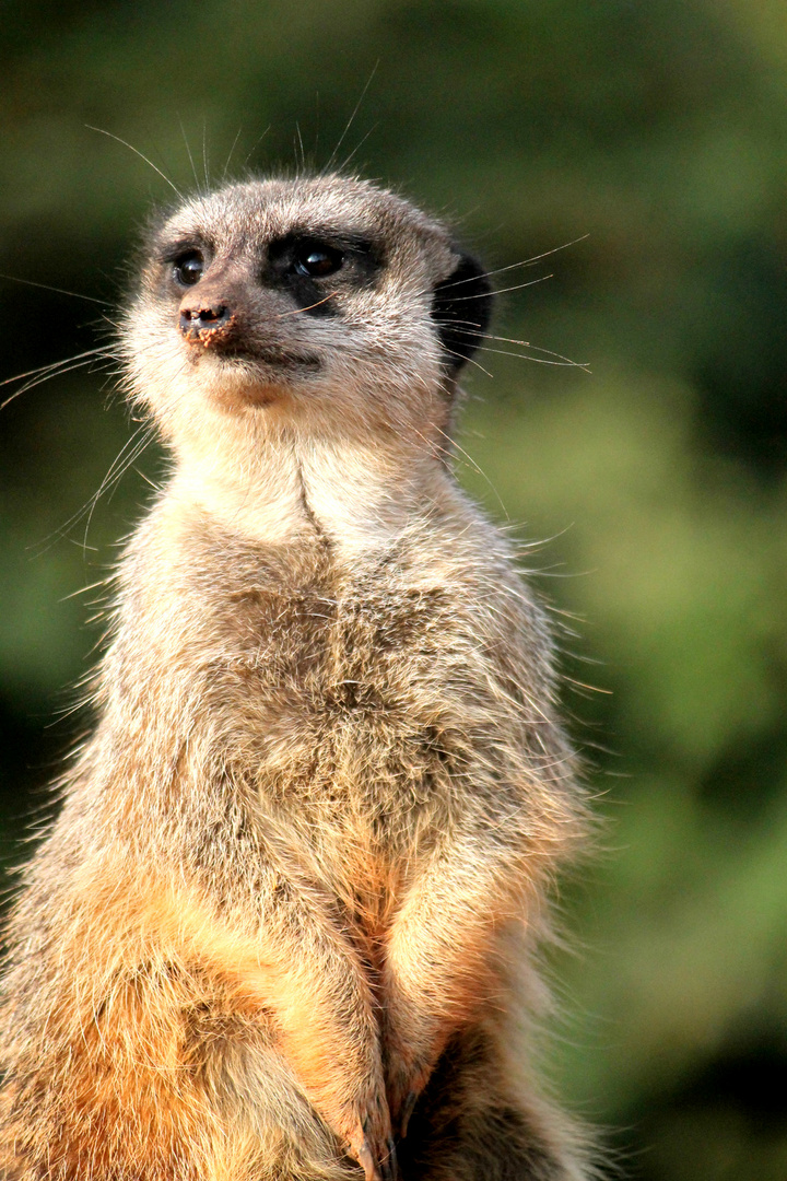 Erdmännchen Zoo Leipzig